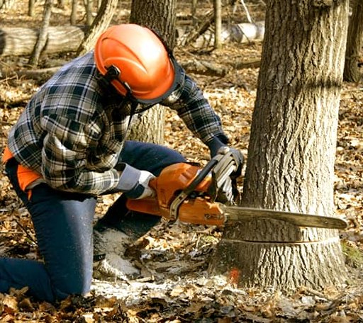 Tree Removal in Whitesboro, OK